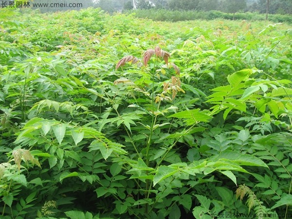 黃山欒樹種子發(fā)芽出苗圖片