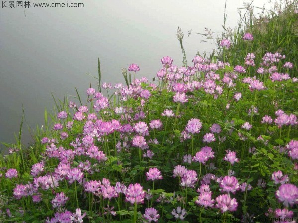 紫云英種子發(fā)芽出苗開花圖片