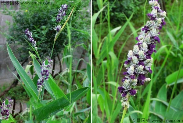 再力花開(kāi)花圖片