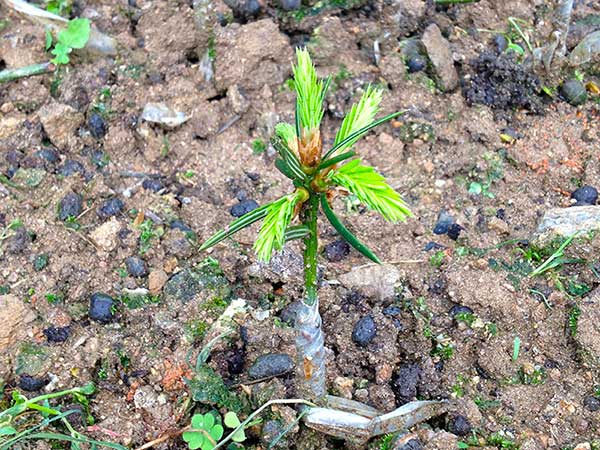 榧子種子發(fā)芽出苗圖片