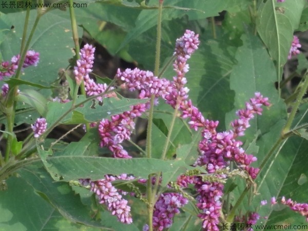 水紅花種子發(fā)芽出苗開(kāi)花圖片