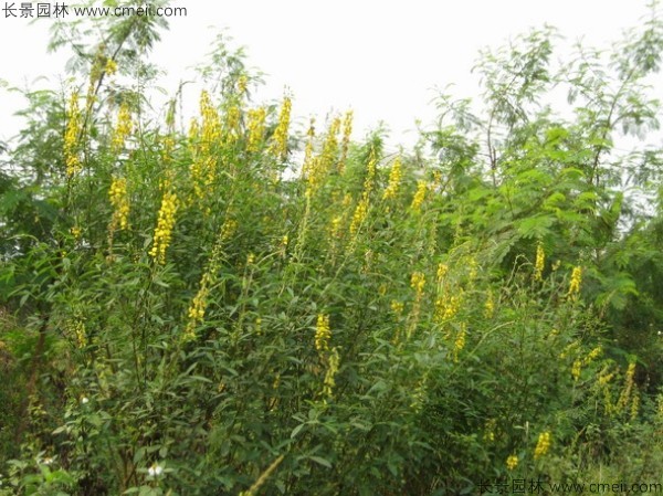 豬屎豆種子發芽出苗圖片