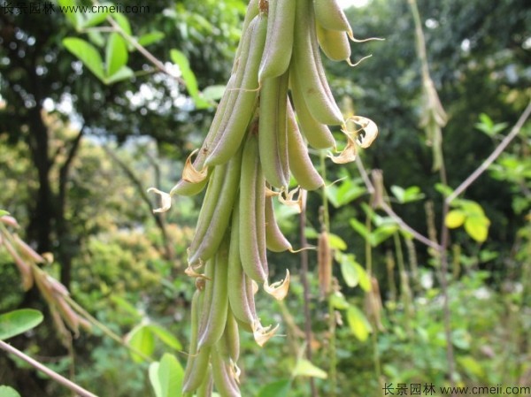 豬屎豆種子發芽出苗圖片