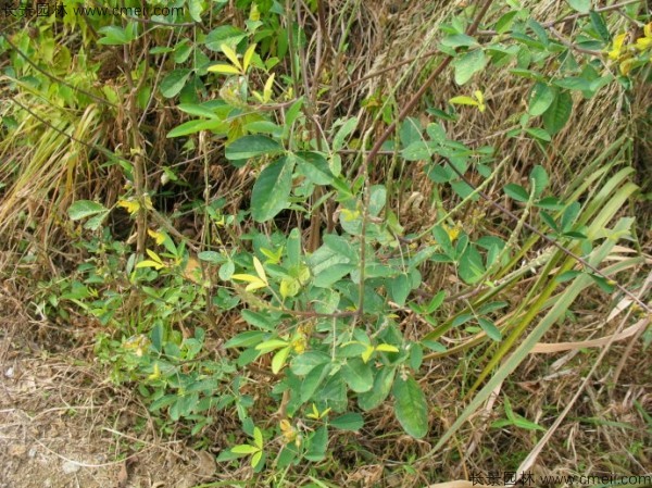 豬屎豆種子發芽出苗圖片