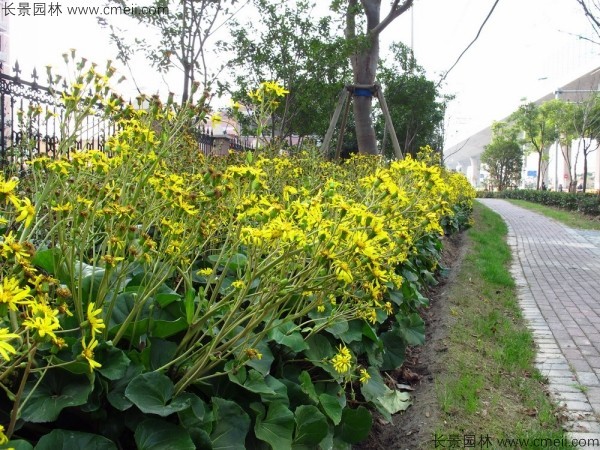 大吳風草種子發(fā)芽出苗開花圖片