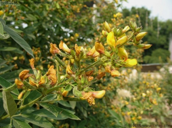 木豆種子發(fā)芽出苗開(kāi)花圖片