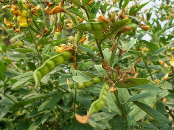 木豆種子發(fā)芽出苗開(kāi)花圖片