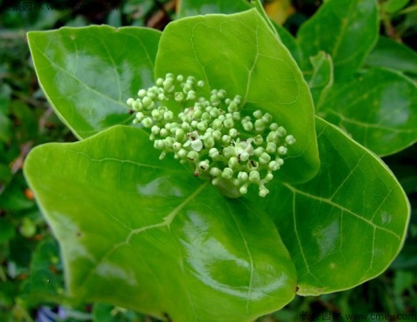 黃荊種子發(fā)芽出苗圖片