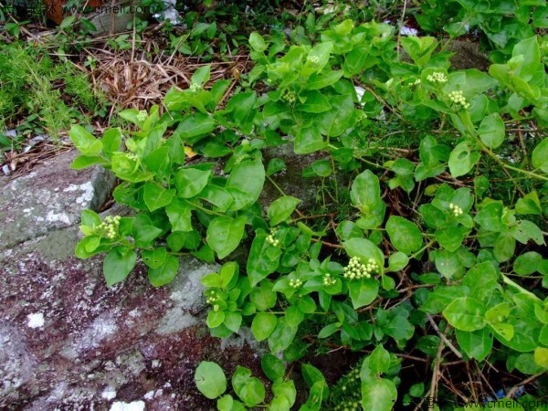 黃荊種子發(fā)芽出苗圖片