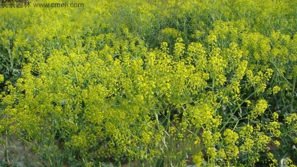 板藍(lán)根種子發(fā)芽出苗開花圖片