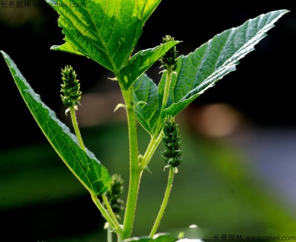 補(bǔ)骨脂種子發(fā)芽出苗開(kāi)花圖片