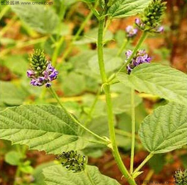 補(bǔ)骨脂種子發(fā)芽出苗開(kāi)花圖片