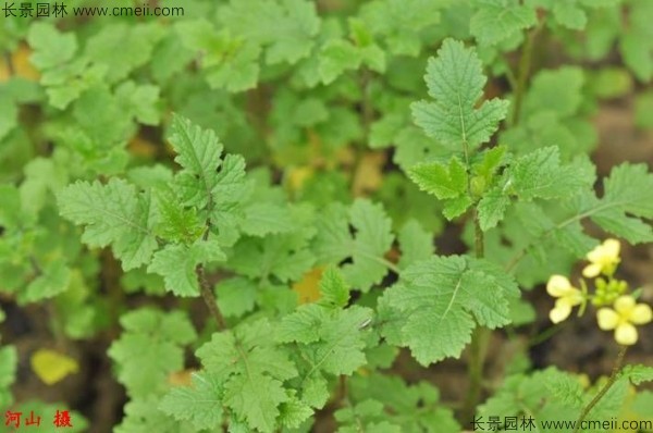 白芥子種子發(fā)芽出苗開(kāi)花圖片