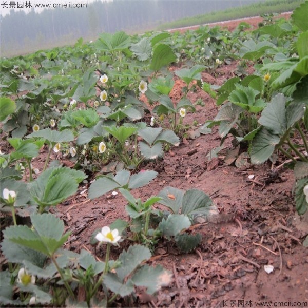 草莓種子發(fā)芽出苗圖片