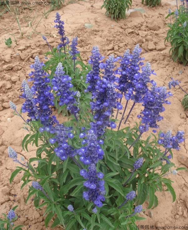 鼠尾草種子發(fā)芽出苗開花圖片