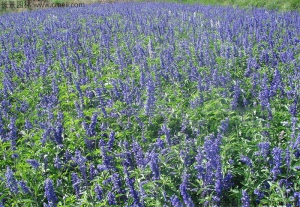 鼠尾草種子發(fā)芽出苗開花圖片