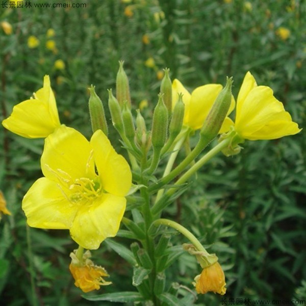 美麗月見(jiàn)草種子發(fā)芽出苗開(kāi)花圖片