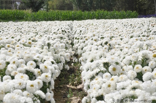 翠菊種子發(fā)芽出苗開花圖片