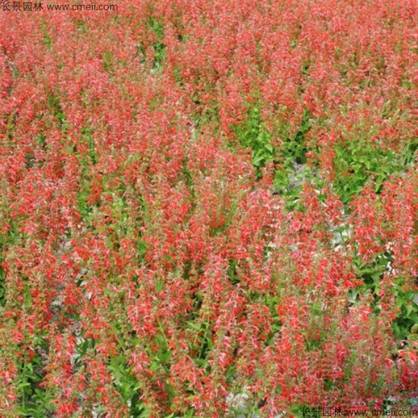 一串紅種子發(fā)芽出苗開花圖片