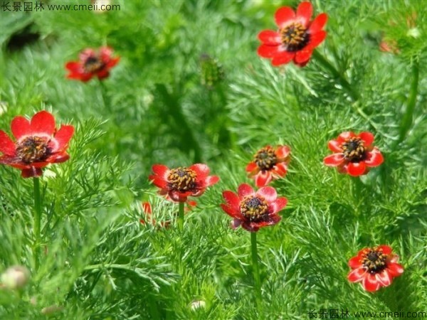 茼蒿菊種子發(fā)芽出苗開花圖片