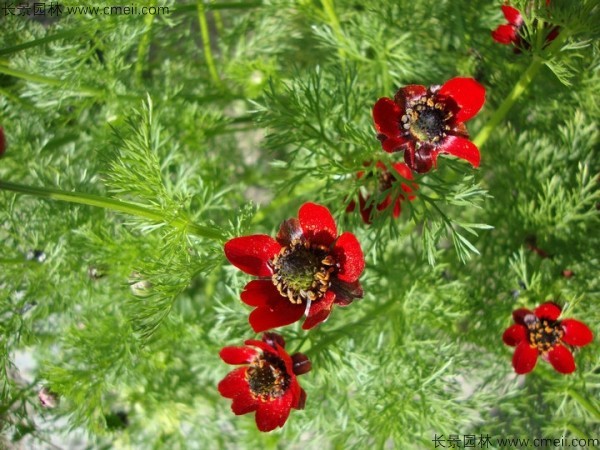 茼蒿菊種子發(fā)芽出苗開花圖片