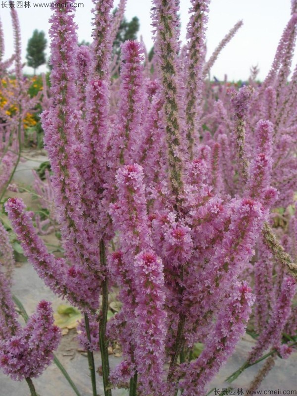 情人草種子發(fā)芽出苗開(kāi)花圖片