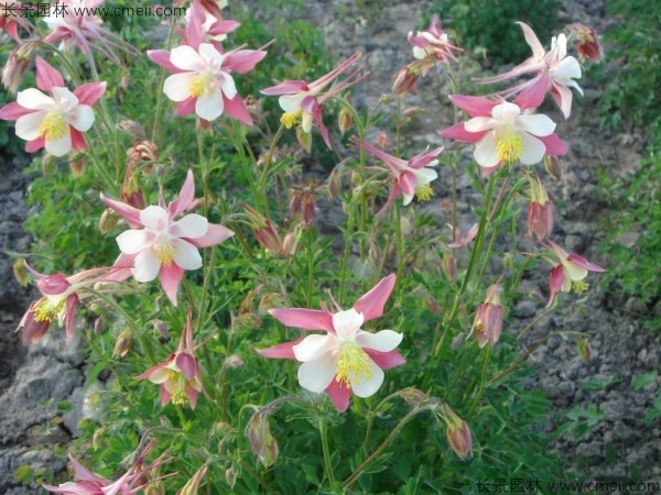 大花耬斗菜種子發(fā)芽出苗開花圖片