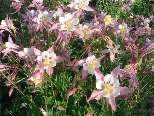 小花耬斗菜種子發(fā)芽出苗開花圖片