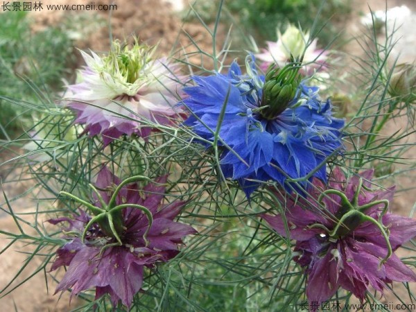 黑種草種子發(fā)芽出苗開(kāi)花圖片