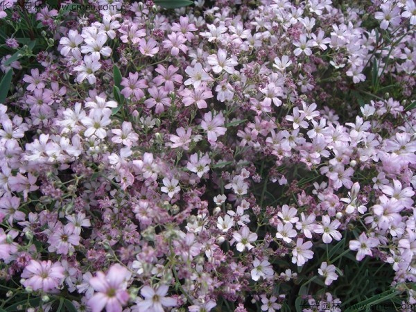 霞草種子發(fā)芽出苗開花圖片