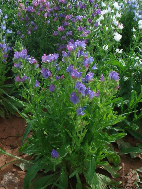 藍(lán)薊種子發(fā)芽出苗開花圖片