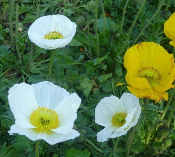 冰島虞美人種子發(fā)芽出苗開花圖片