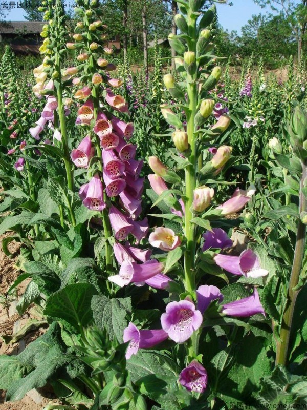 毛地黃種子發(fā)芽出苗開(kāi)花圖片