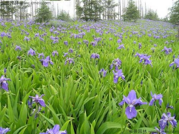 藍(lán)花鳶尾種子發(fā)芽出苗開花圖片