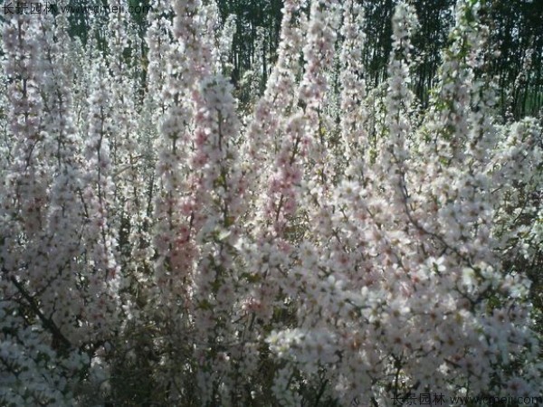 歐李種子發芽出苗開花圖片