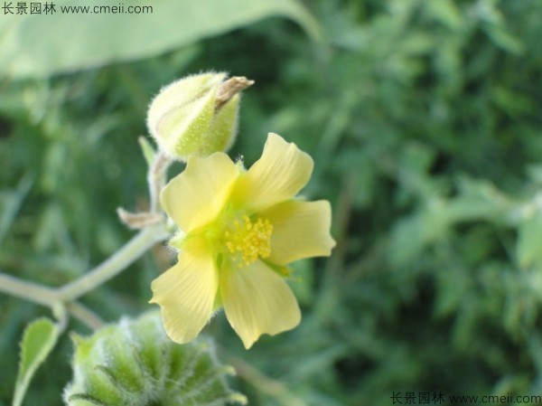 青麻種子發(fā)芽出苗開花圖片