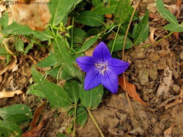 鈴鐺花種子發(fā)芽出苗開(kāi)花圖片