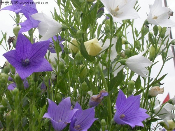 鈴鐺花種子發(fā)芽出苗開(kāi)花圖片