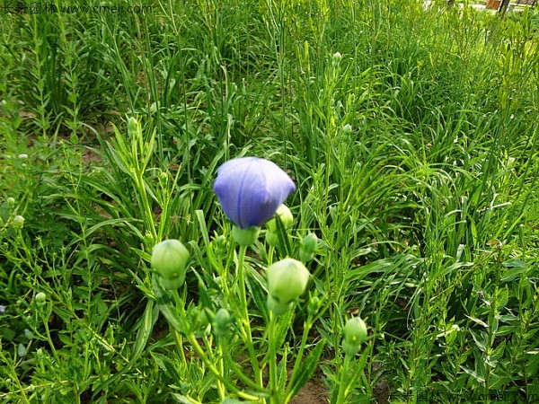 鈴鐺花種子發(fā)芽出苗開(kāi)花圖片