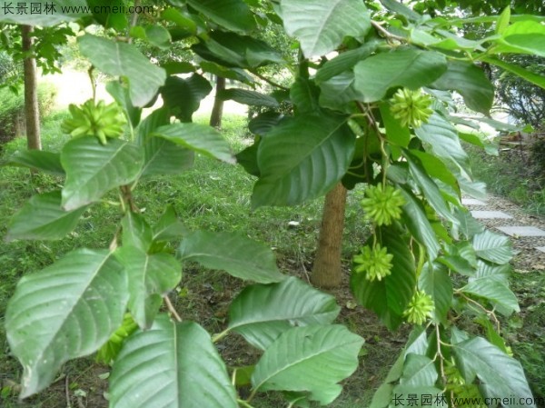 喜樹種子發(fā)芽出苗圖片