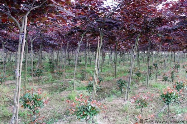 紅葉紫荊種子發(fā)芽出苗圖片