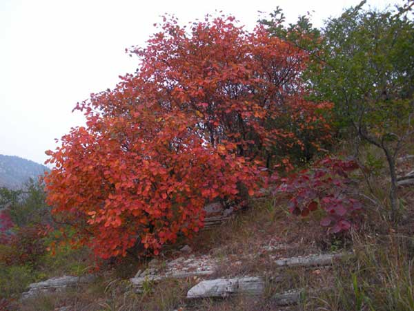 紅櫨種子發(fā)芽出苗圖片