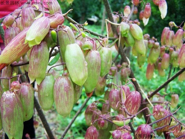 長壽花種子發(fā)芽出苗圖片