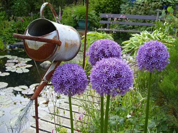 大絨球種子發(fā)芽出苗開(kāi)花圖片