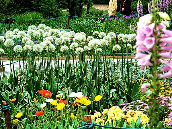 大絨球種子發(fā)芽出苗開(kāi)花圖片