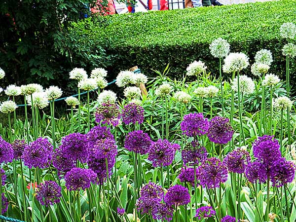 大絨球種子發(fā)芽出苗開(kāi)花圖片