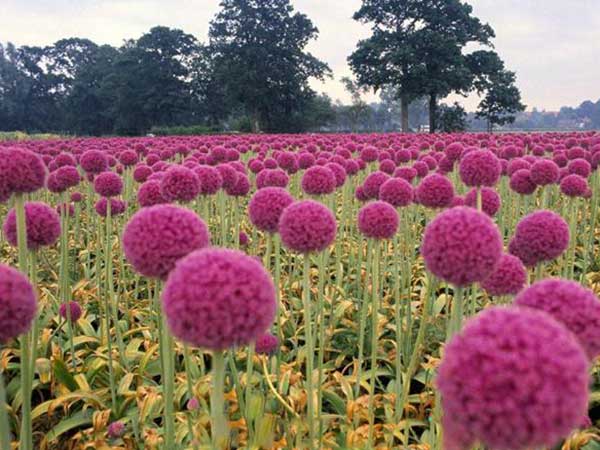 大絨球種子發(fā)芽出苗開(kāi)花圖片