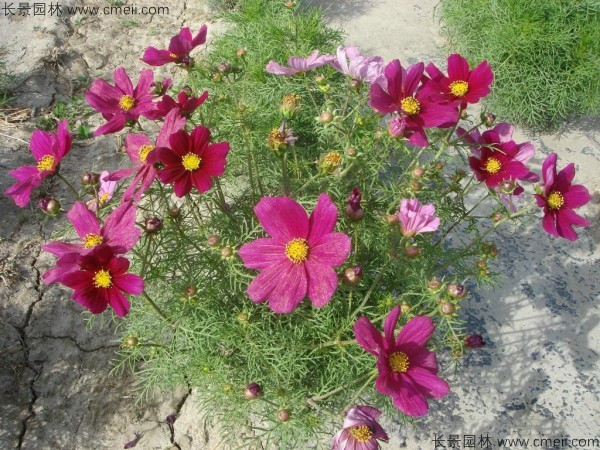 格桑花種子發芽出苗開花圖片