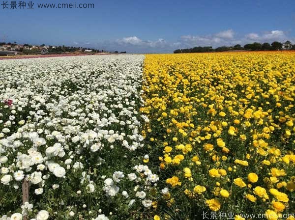 花毛莨開花圖片