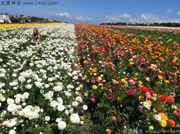 花毛莨開花圖片